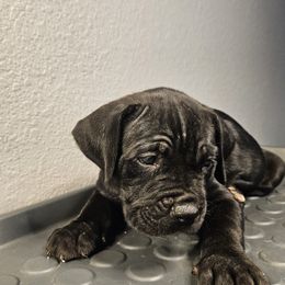 Boy 1 - Gray male Cane Corso puppy in Lewisville, Denton County, Texas from Trained to go Corso Kennels (T.T.G. Corso Kennels)