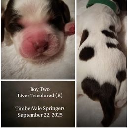 Boy 2 - male English Springer Spaniel puppy in Silverdale, Washington from TimberVale Springers