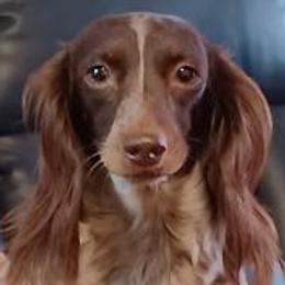 Harley - Dachshund