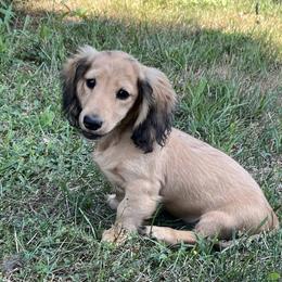 Remi is 5000dollars - Cream male Dachshund puppy in Crystal, Michigan from Mare-bella Dachshunds