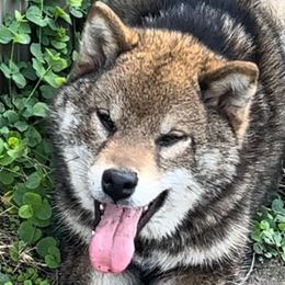 Malishka - Shiba Inu