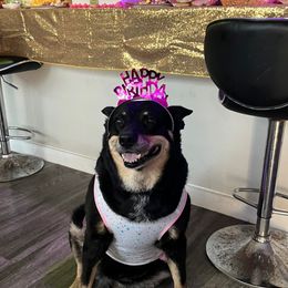 Miniature Schnauzer Puppies from Sugarbaby Kennel