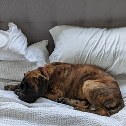 Boxer Puppies from Von Royal Dell'Infinite Deutscher