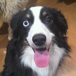 Jasper - Miniature Australian Shepherd