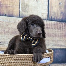 "Boy" Caraxes "Brown collar" Brown - Brown Poodle puppy in Hazard, Kentucky from Suited N Booted Standards