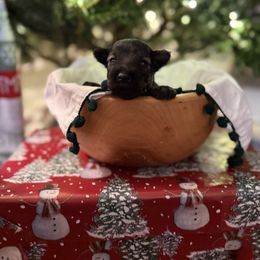 Jolly - Black male Miniature Schnauzer puppy in Greenville, South Carolina from Synergy Schnauzers