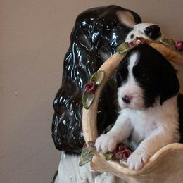 English Springer Spaniels from Darkover English Springer Spaniels