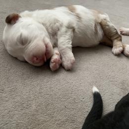 Miniature Australian Shepherd Puppies from Matpip Pups