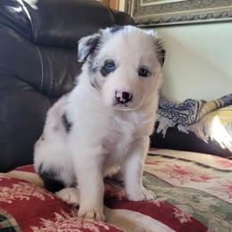 Frosty - Blue merle male Border Collie puppy in Morgan, Texas from Shooting Star Ranch