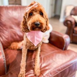 Nala - Goldendoodle