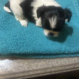 Girl 2 - Black and white female Shih Tzu puppy in Godley, Texas from Godleys finest