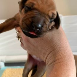Rhodesian Ridgeback Puppies from Amber Trace Rhodesian Ridgebacks
