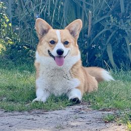 Liberty - Pembroke Welsh Corgi
