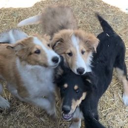 Old Time Scotch Collie Puppies from Carabella Vintage Collies