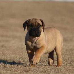 Pink-Purple 80's Collar Fawn Female - Fawn female Boerboel puppy in Wasilla, Alaska from Northland Boerboels