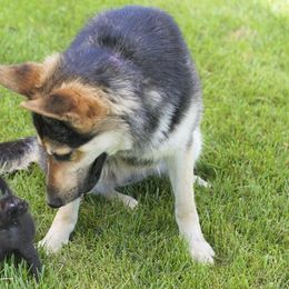 German Shepherds from AAGermanShepherds
