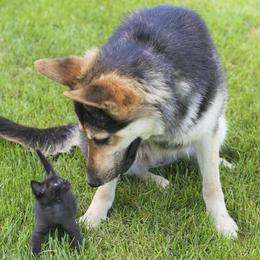 German Shepherds from AAGermanShepherds