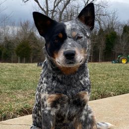 Silver Belle - Australian Cattle Dog