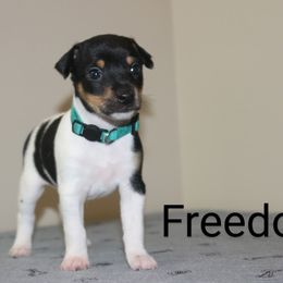 Freedom - White black and tan male Rat Terrier puppy in Sharon, Ohio from Forest Grove Rat Terriers