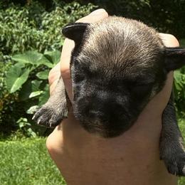 Liberty - Sable male Schnoodle puppy in Temple, Texas from Schnauzers Of Taylor