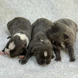 Staffordshire Bull Terrier puppies from Blueline Staffords