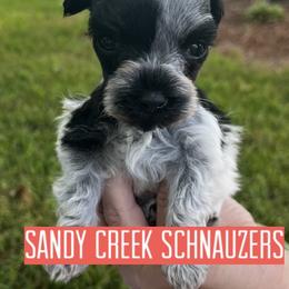 Miniature Schnauzer Puppies from Sandy Creek Schnauzers