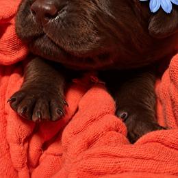 Labrador Retriever Puppies from Mahmen's Meadow Retrievers