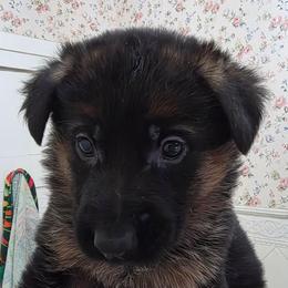 Echo - Black and red female German Shepherd puppy in Jamesville, New York from Mark Carfagno's Pups