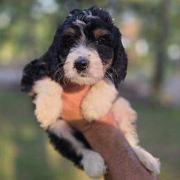 Beth - female Australian Mountain Doodle puppy in Broken Arrow, Oklahoma from Tulsa Australian Mountain Doodles