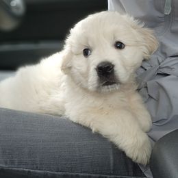 Golden Retriever Puppies from Hoekema Homestead Goldens