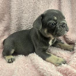 June - Blue female French Bulldog puppy in Waitts Lake, Washington from Best Friend standard Frenchies