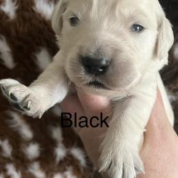 Black - Light golden male Golden Retriever puppy in Jesup, Georgia from Painted Platinum Retrievers (Painted Platinum Kennel) PPK