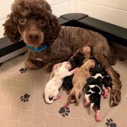 Tempo - Tri-color male Cavapoo puppy in Midland, Michigan from Northern Charm Farm