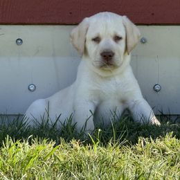 Black - Yellow male Labrador Retriever puppy in Medford, Oregon from Valley View English Labs