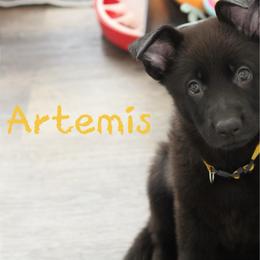 Artemis  (C) - Black female German Shepherd puppy in De Land, Florida from 3B’s Animal Artistry