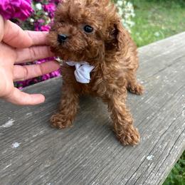 Vince - Red  male Goldendoodle puppy in Mint Hill, North Carolina from DoodleForever