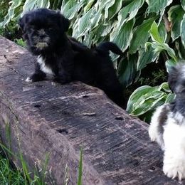 Shih Tzus from Fantasy Forest Kennels