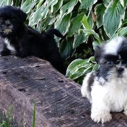 Shih Tzus from Fantasy Forest Kennels