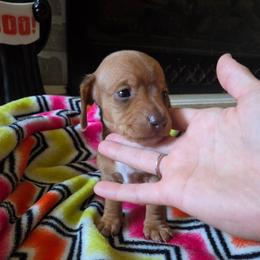 Josh - Red male Dachshund puppy in Farmington, Missouri from Southeast mo Miniature dachshunds