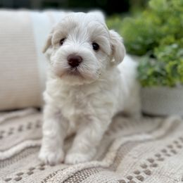 Giant Schnauzer and Miniature Schnauzer Puppies from Hillside Kennels