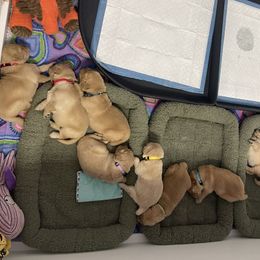 Golden Retriever Puppies from Golden Wise