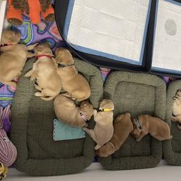 Golden Retriever Puppies from Golden Wise