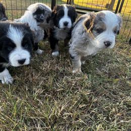 Australian Shepherd Puppies from Hamilton Farms