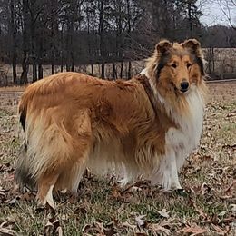 Millie - Collie
