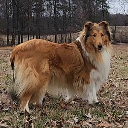 Millie - Collie
