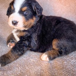 Bernedoodle, Bernese Mountain Dog, and Siberian Husky Puppies from Timberline Paws