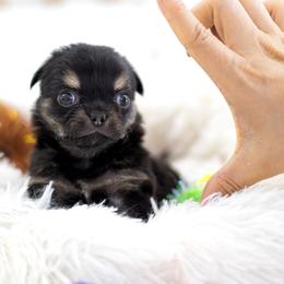 Chihuahua Puppies from Petits Chihuahuas