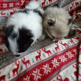 Companion Cross, Pomeranian, and Sheepadoodle Puppies from Fluffy Wonders Poms and Doodles