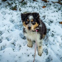 Border Collie, Golden Retriever, and Sporty Mix Puppies from Turbo Border Collies & Coltrievers