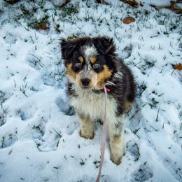 Border Collie, Golden Retriever, and Sporty Mix Puppies from Turbo Border Collies & Coltrievers